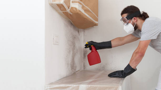 Professional Black Mold Removal technician working in Manns Choice, PA
